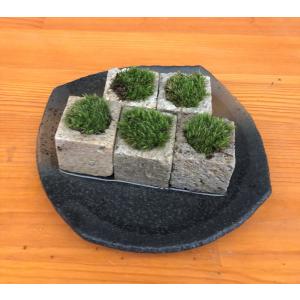 つんだり ならべたり ちいさな苔 苔盆栽 こけキューブ 5個セット 黒備前器 苔 こけ コケ