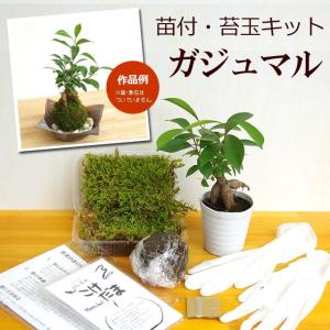 苔玉キット 苗付 ガジュマル 苔玉 こけだま ハ...の商品画像