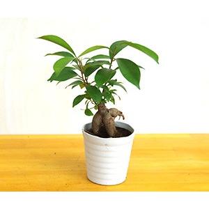 苔玉キット 苗付 ガジュマル 苔玉 こけだま ...の詳細画像1
