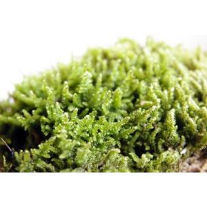 苔玉キット 苗付 ガジュマル 苔玉 こけだま ...の詳細画像2