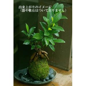 苔玉キット 苗付 ガジュマル 苔玉 こけだま ...の詳細画像3