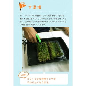 苔玉キット 苗付 ガジュマル 苔玉 こけだま ...の詳細画像5