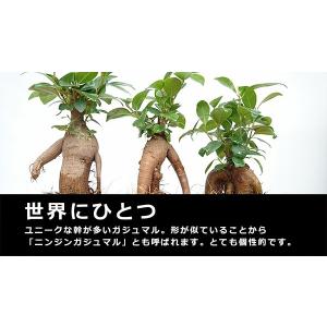 苔玉 盆栽 送料無料 幸せをよぶ樹 ガジュマル...の詳細画像2