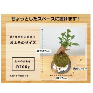 苔玉 盆栽 送料無料 幸せをよぶ樹 ガジュマル...の詳細画像4