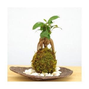 苔玉 盆栽 独特の樹形 人気 ガジュマル 苔玉 くらま岩器セット 苔玉 こけだま コケダマ
