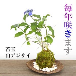 2026年開花終了 苔玉 こけだま ヤマアジサイ 寄せ植え 苔玉 くらま岩器 敷石つき 山紫陽花 あじさい 苔玉 こけだま コケダマ