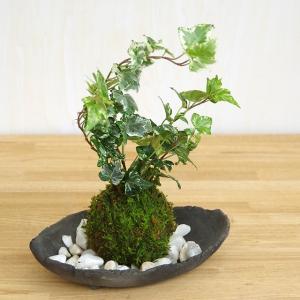 苔玉 盆栽 入門版 育てやすい アイビー 三つ足灰器セット こけだま