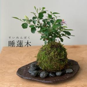 苔玉 盆栽 毎年5月から夏ごろに美しい花が楽しめる 睡蓮木（スイレンボク）の苔玉・くらま岩器セット