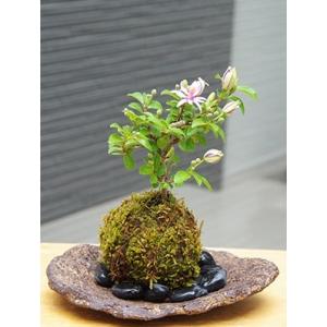 苔玉 盆栽 毎年5月から夏ごろに美しい花が楽し...の詳細画像1