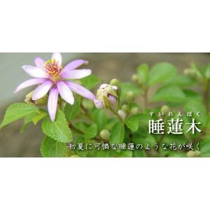 苔玉 盆栽 毎年5月から夏ごろに美しい花が楽し...の詳細画像2