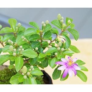 苔玉 盆栽 毎年5月から夏ごろに美しい花が楽し...の詳細画像3