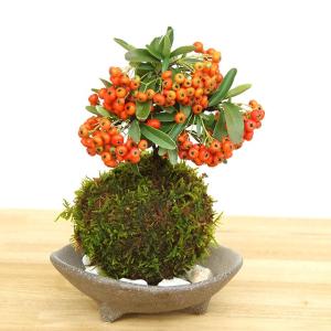 苔玉 盆栽 秋から冬 真っ赤な実 春に白い花 ピラカンサ 苔玉 三つ足灰器セット ぴらかんさ こけだま コケダマ