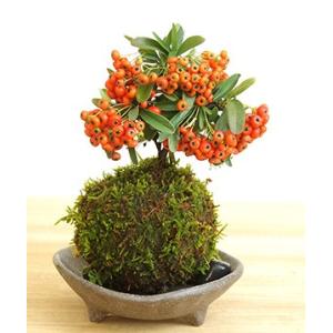 苔玉 盆栽 秋から冬 真っ赤な実 春に白い花 ...の詳細画像1
