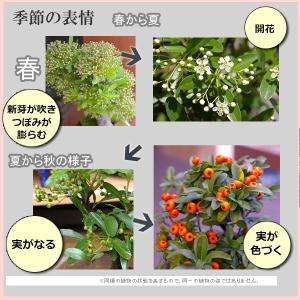 苔玉 盆栽 秋から冬 真っ赤な実 春に白い花 ...の詳細画像2