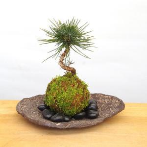 苔盆栽 親はりねずみ 能作＆品品 小林健二 nousaku のうさく 盆栽 苔