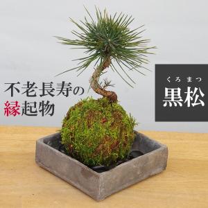 苔玉 盆栽 温かみを感じる モダン 黒松の苔玉 三つ足灰器セット 