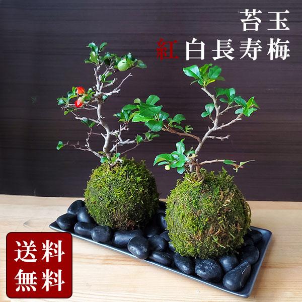 苔玉 紅白 紅花 白花コンビ 紅白長寿梅 苔玉 陶器 長方 受皿セット 送料無料 チョウジュバイ ち...