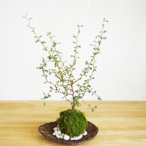 中品盆栽：皐月(星の輝き)現品*送料無料 : 遊恵盆栽 Yahoo!店 - 通販