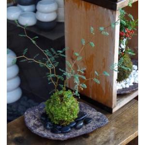 苔玉 盆栽 メルヘンの木 個性的な植物 ソフォ...の詳細画像1
