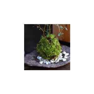 苔玉 盆栽 メルヘンの木 個性的な植物 ソフォ...の詳細画像4