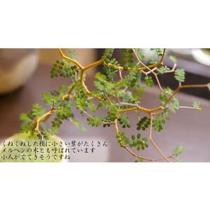 苔玉 盆栽 メルヘンの木 個性的な植物 ソフォ...の詳細画像5