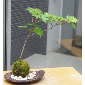 盆栽鉢 山野草鉢 「本南蛮丸鉢（中）」 寄せ植え 文人盆栽 草物に最適