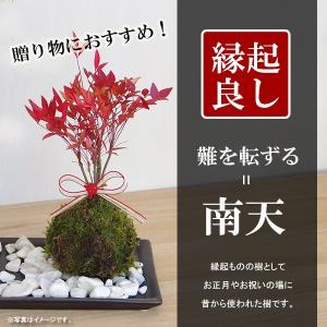 苔玉 南天の苔玉 黒備前器 セット 南天 ナン...の詳細画像1