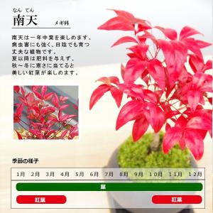 苔玉 南天の苔玉 黒備前器 セット 南天 ナン...の詳細画像3
