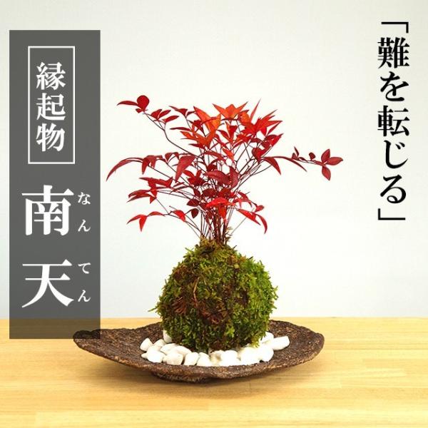 苔玉 南天の苔玉 くらま風器 セット 南天 ナンテン 縁起物 難を転ずる なんてん 敷石