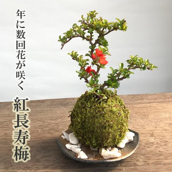 現在花なし 苔玉 送料無料 紅長寿梅 苔玉 黒備前器小 セット チョウジュバイ ちょうじゅばい 苔玉...