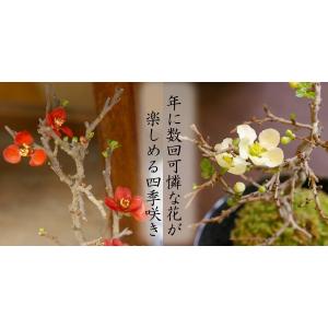 苔玉 送料無料 紅長寿梅 苔玉 黒備前器小 セ...の詳細画像2