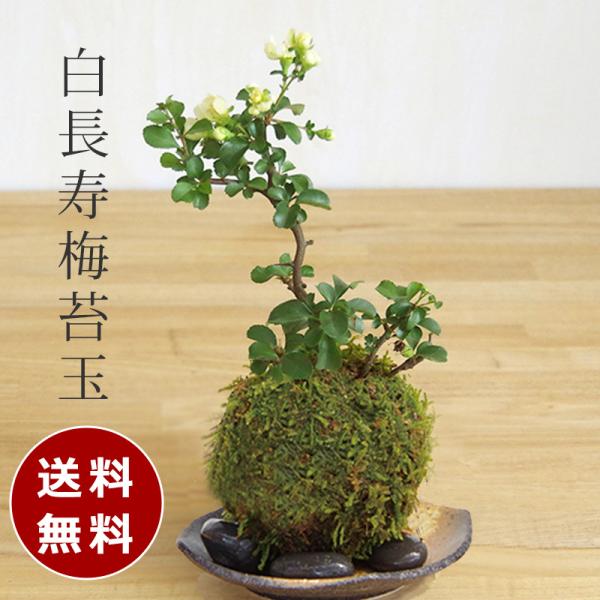 苔玉 盆栽 送料無料 白長寿梅 白花 ちょうじゅばい 苔玉 黒備前小器セット チョウジュバイ ちょう...