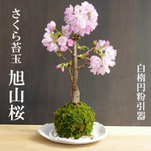 苔玉 盆栽 桜 旭山桜 苔玉 楕円白粉引器セット さくら サクラ お花見 ギフトラッピング 春の花 日本の桜