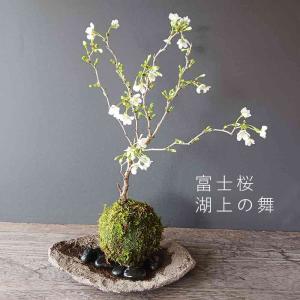 苔玉 盆栽 桜 お花見を楽しむ 富士桜 湖上の舞 苔玉 くらま岩器セット さくら サクラ