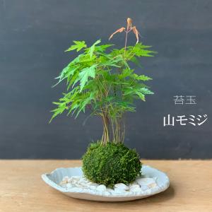 イロハモミジ盆栽 もみじ bonsai 送料無料 : 盆栽ショップ わびさび