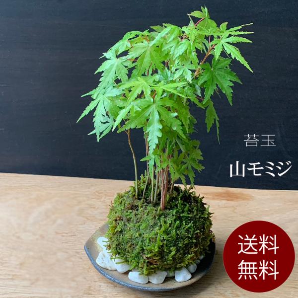 苔玉 盆栽 送料無料 春に新芽 秋に紅葉 山紅葉 ヤマモミジ 苔玉 黒備前器セット モミジ もみじ