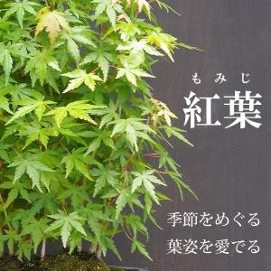 苔玉 盆栽 送料無料 春に新芽 秋に紅葉 山紅...の詳細画像4