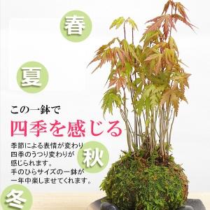 苔玉 盆栽 送料無料 春に新芽 秋に紅葉 山紅...の詳細画像5