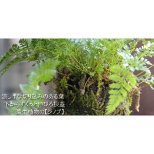 苔玉 盆栽 太い根茎 涼しげな葉 魅力的 シダ...の詳細画像1