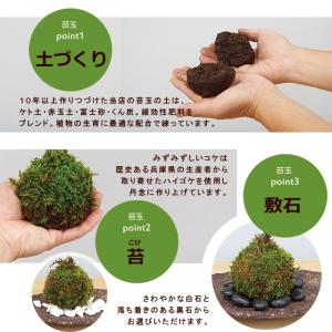 苔玉 盆栽 太い根茎 涼しげな葉 魅力的 シダ...の詳細画像2