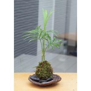 苗：オトコヨウゾメ*おとこようぞめ : 遊恵盆栽 Yahoo!店 - 通販