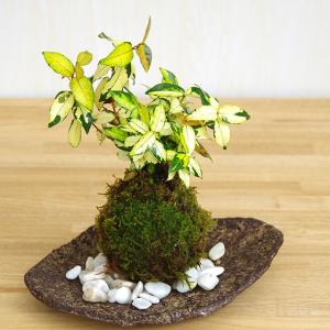 盆栽 特選：テイカカズラ 現品* ていかかずら Kazura bonsai