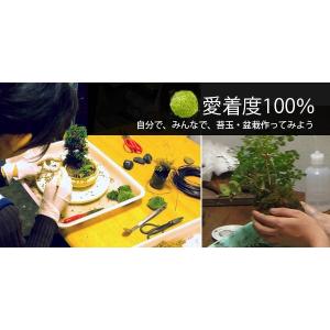 苔玉づくり 苔玉の土 5個セット こけだま こ...の詳細画像4
