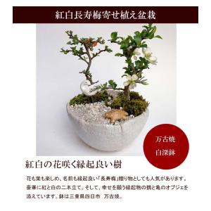 盆栽 ご両親 感謝 紅白長寿梅 コウハクチョウ...の詳細画像3