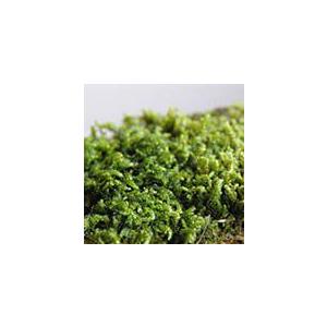 苔玉キット 苗付 黒松 くろまつ 苔玉 こけだ...の詳細画像3