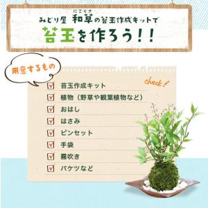 苔玉キット 苗付 黒松 くろまつ 苔玉 こけだ...の詳細画像5