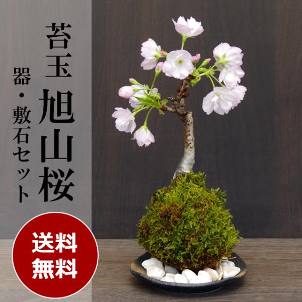 苔玉 盆栽 送料無料  桜 旭山桜 苔玉 黒備前器小セット さくら サクラ 苔玉 こけだま コケダマ