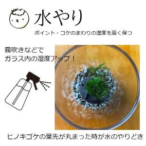 苔 育てる コケテラリウム モスモス モスドリ...の詳細画像5