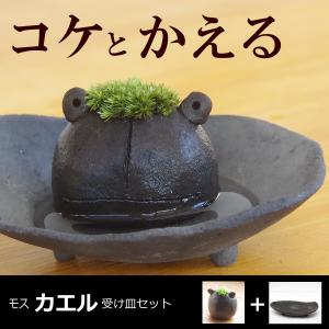 苔 コケテラリウム モスモス 真山茜 モスカエル 黒 グレー系 受け皿セット カエル かえる 蛙