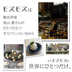 苔 コケテラリウム モスモス 真山茜 モスカエ...の詳細画像4